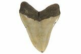 Fossil Megalodon Tooth - North Carolina #192489-1
